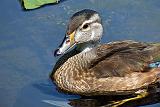 Juvenile Male Wood Duck_DSCF4629